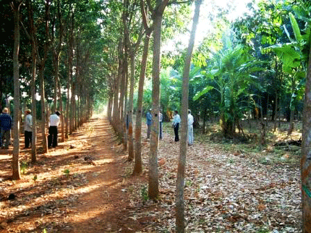 plantation d'hévéa